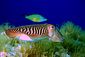 Cuttlefish